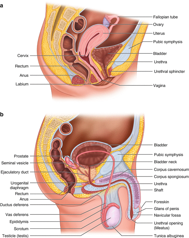 The Neurogenic Bladder And Hypertonic Pelvic Floor Muscle