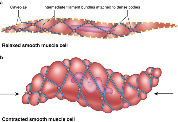 The Neurogenic Bladder And Hypertonic Pelvic Floor Muscle