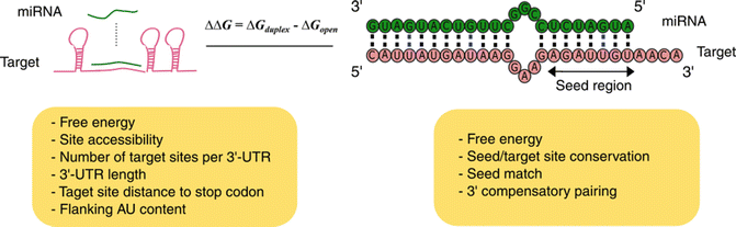Computational And Experimental Identification Of Tissue Specific Microrna Targets Springerlink Computational And Experimental Identification Of Tissue Specific Microrna Targets Springerlink