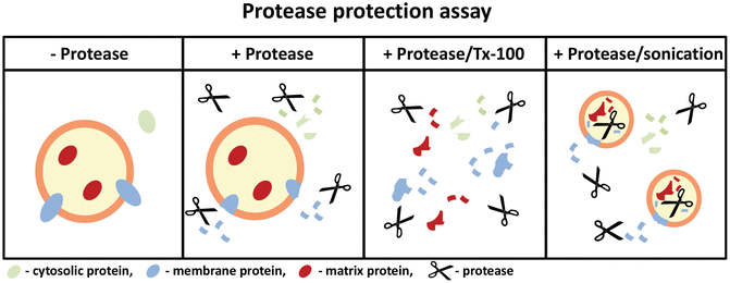 Determining The Topology Of Peroxisomal Proteins Using Protease Protection Assays Springerlink Determining The Topology Of Peroxisomal Proteins Using Protease Protection Assays Springerlink