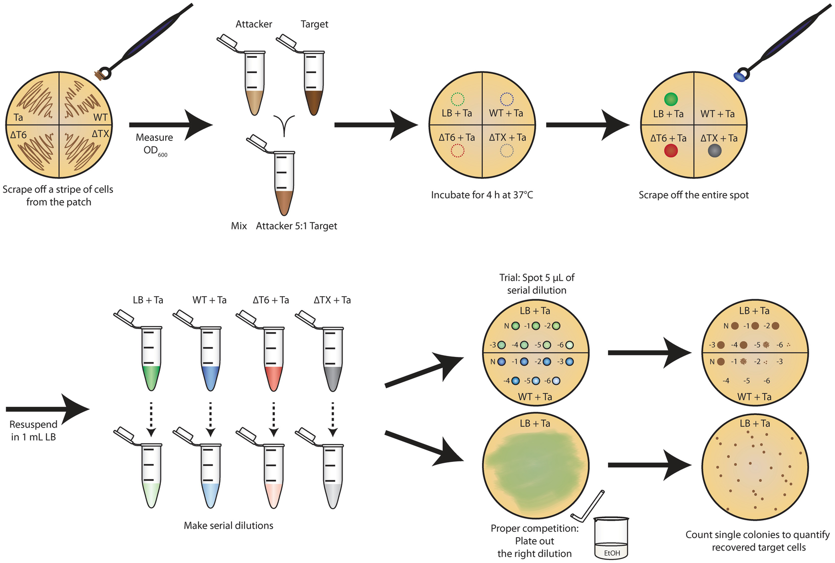 Quantitative Determination of Antibacterial Activity During Bacterial