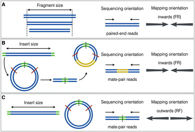 The difference in orientation between Paired end and Mate pair reads