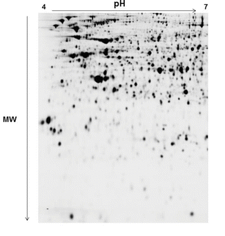 two dimensional gel electrophoresis and 2d dige springerlink 2d gel electrophoresis