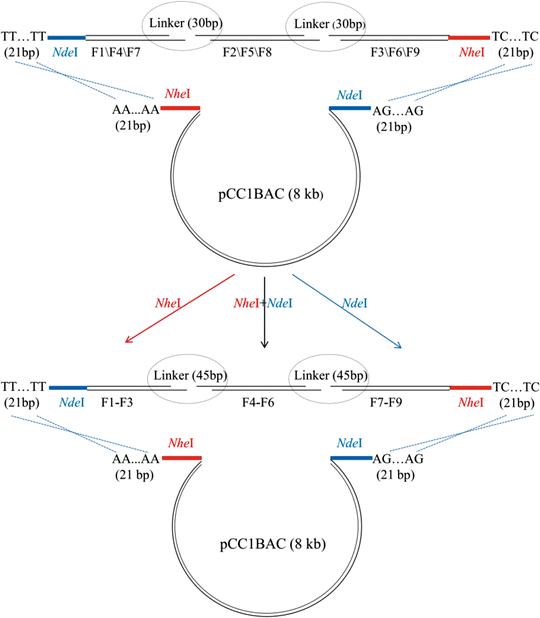 A Modified Gibson Assembly Method for Cloning Large DNA Fragments with