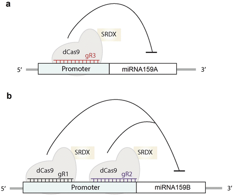 srdx transcription srdx transcription