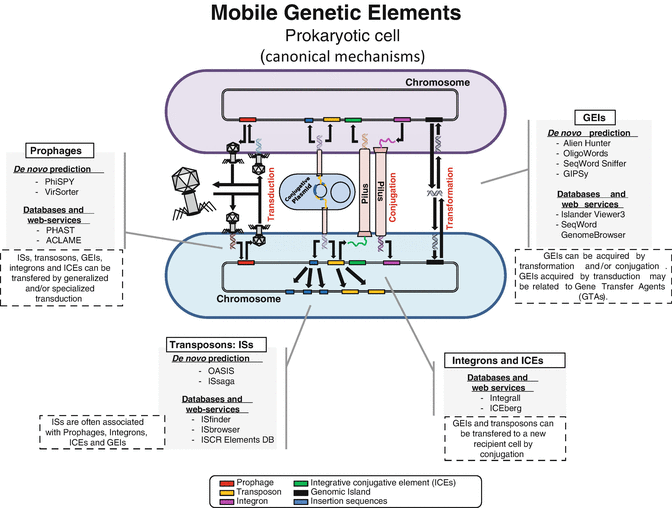 A Practical Guide for Comparative Genomics of Mobile Genetic ...
