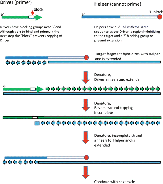 Helper Dependent Chain Reaction Hdcr For Selective Amplification Of Methylated Dna Sequences Springerlink