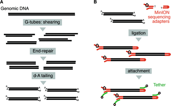 multiplexed targeted sequencing for