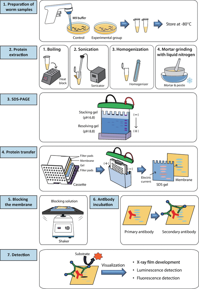 Western Blot Analysis of C. elegans Proteins | SpringerLink