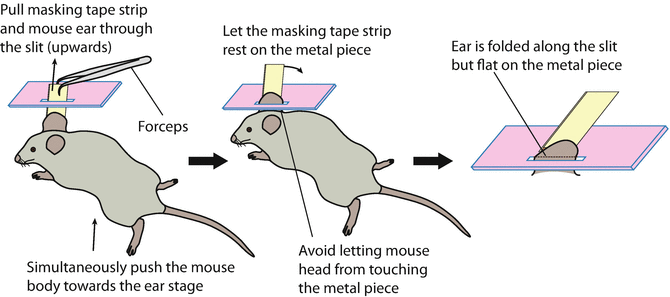 Imaging of Inflammatory Responses in the Mouse Ear Skin | SpringerLink