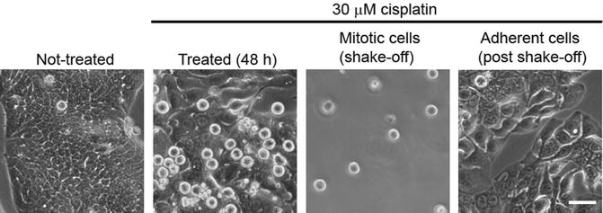 Mitotic shake-off