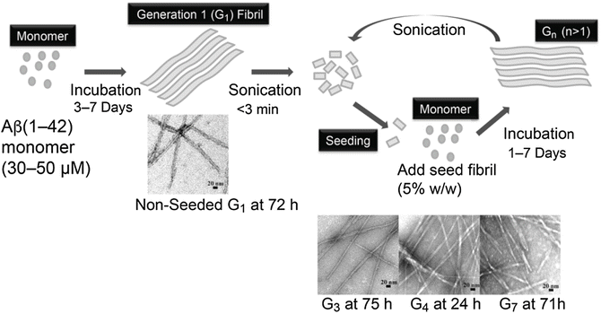 Solid State Nmr Studies Of Amyloid Materials A Protocol To Define An Atomic Model Of Ab 1 42 In Amyloid Fibrils Springerlink