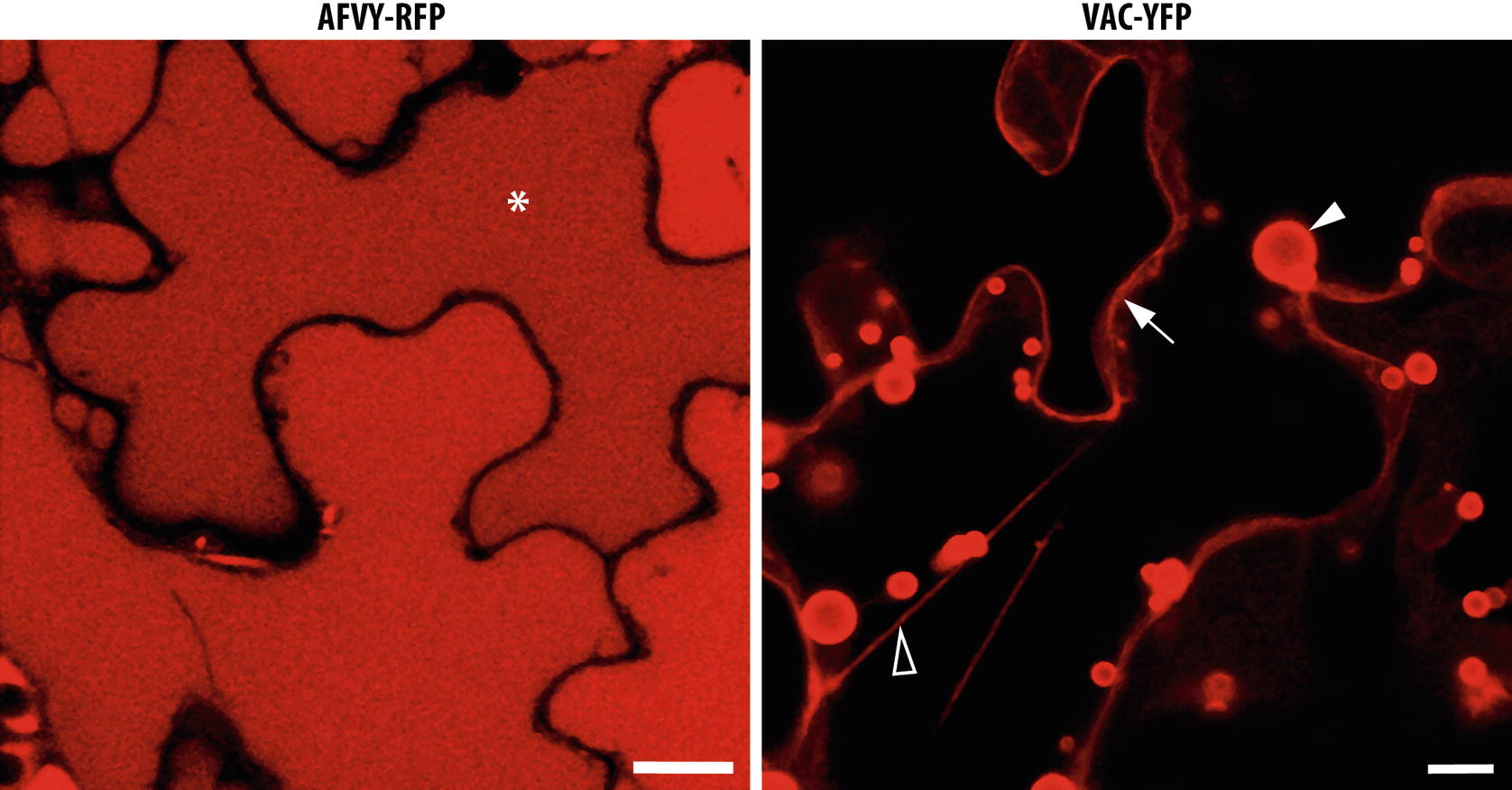 Plant Cell Vacuoles Staining And Fluorescent Probes Springerlink