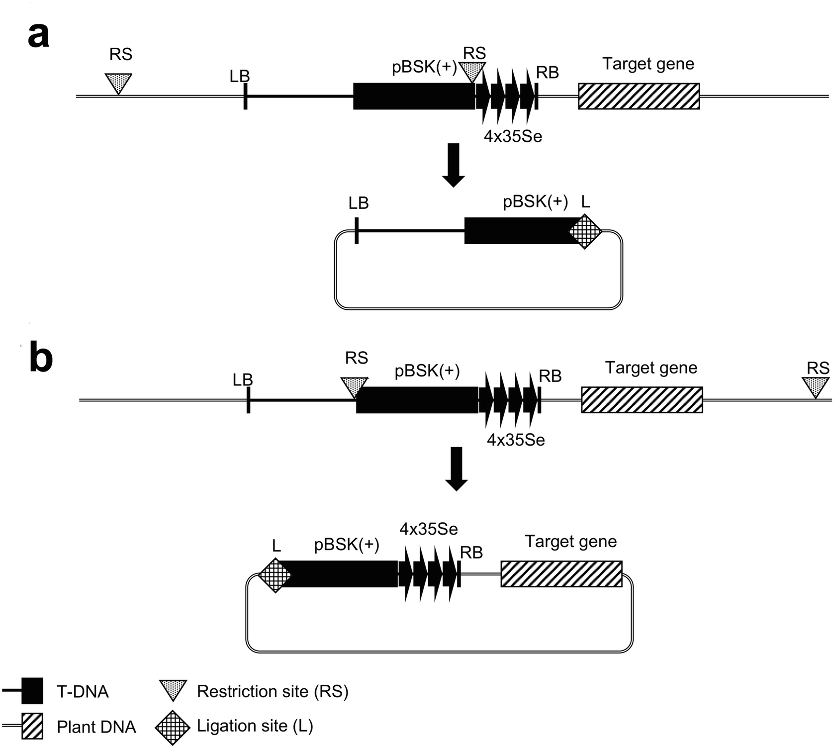 t dna insertional mutagenesis and