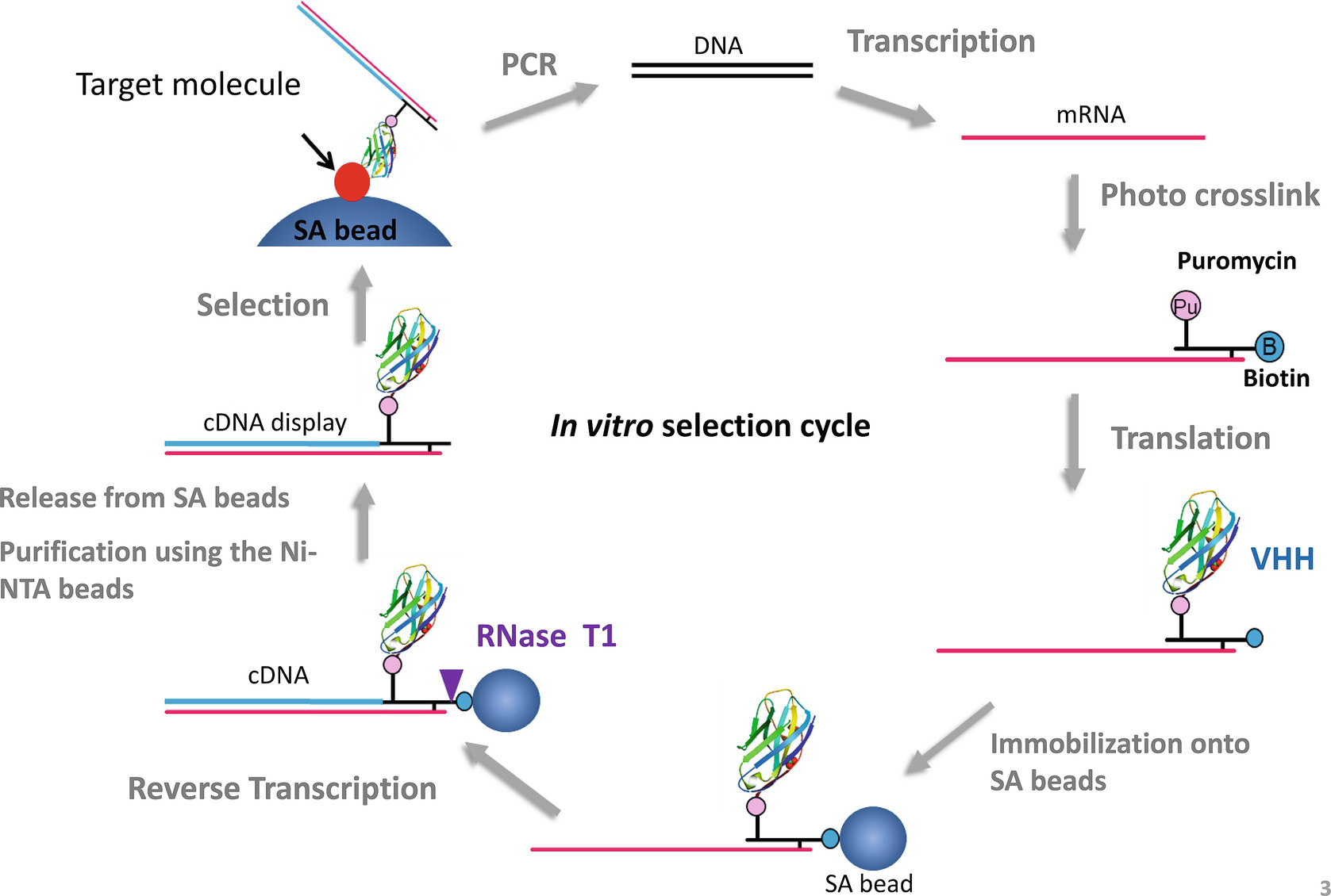 In Vitro Selection of SingleDomain Antibody (VHH) Using cDNA Display SpringerLink