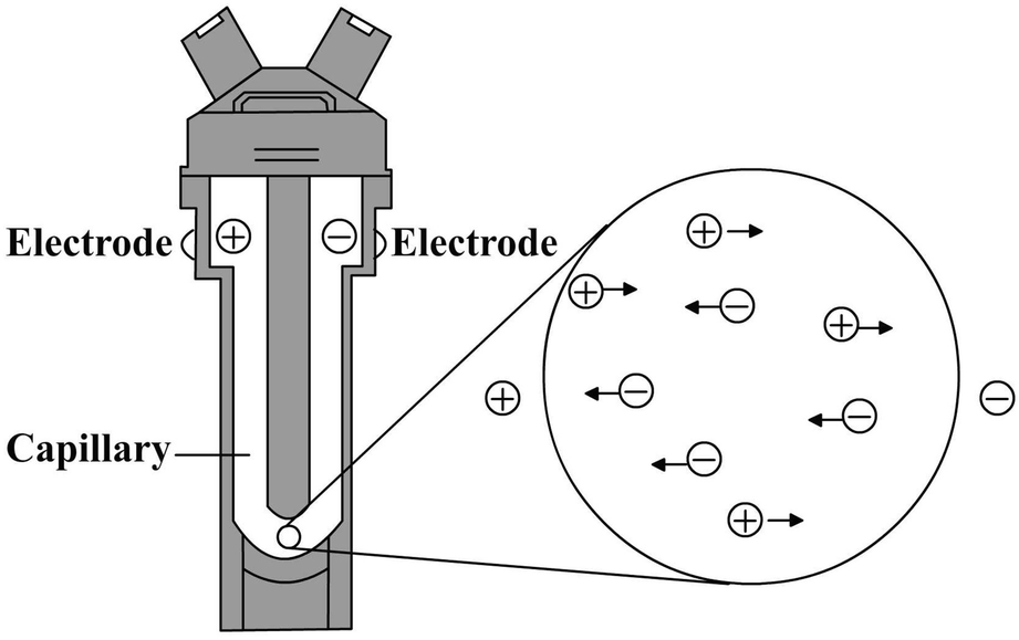 malvern zetasizer folded capillary cell volume malvern zetasizer folded capillary cell volume