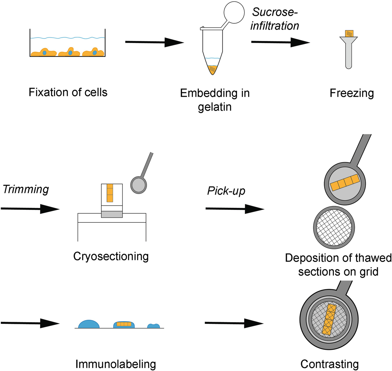 Cryosection Sample Metal-Tagging Transmission Electron Microscopy and Immunogold Labeling ...