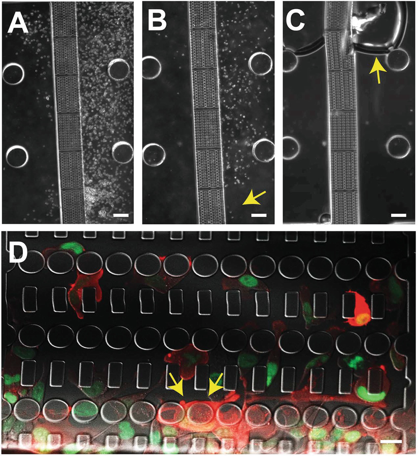 assembly and use of a microfluidic device to study cell migration in