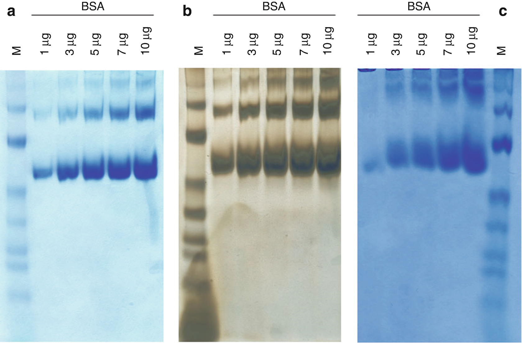 Native Polyacrylamide Gels Springerlink