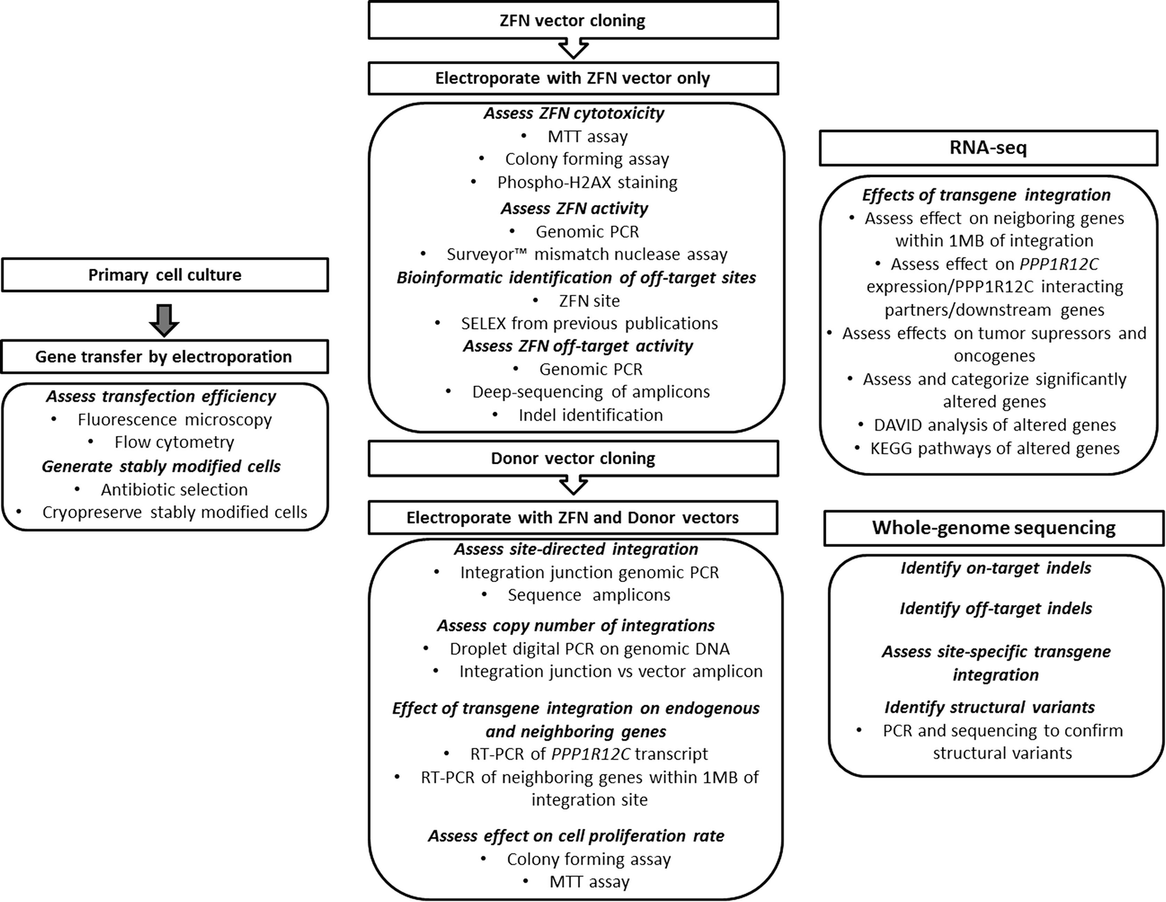 Integrated Multimodal Evaluation Of Genotoxicity In ZFN Modified