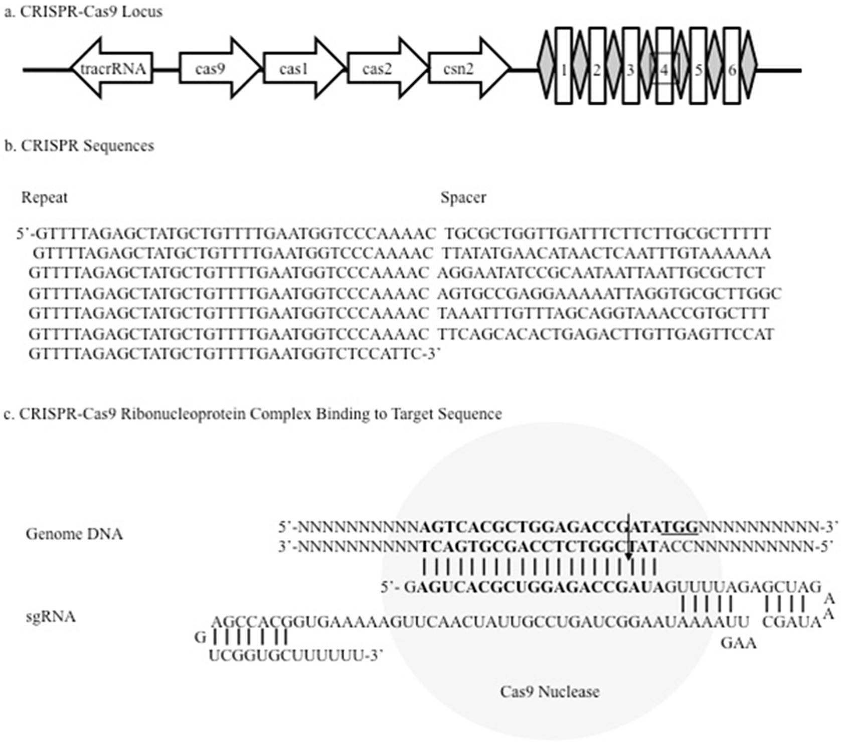 Delivery Of Crispr Cas9 Into Mouse Zygotes By Electroporation Springerlink Cas9 nuclease 3nls to 1 7. crispr cas9 into mouse zygotes