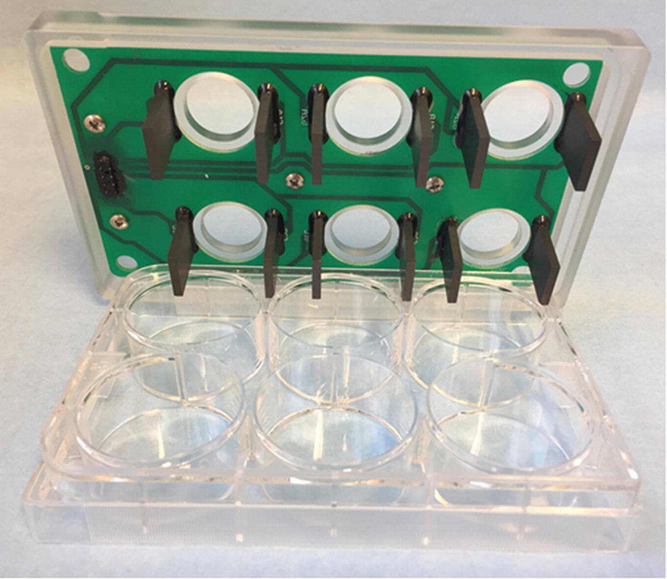 Electrical Pulse Stimulation of Primary Human Skeletal Muscle Cells