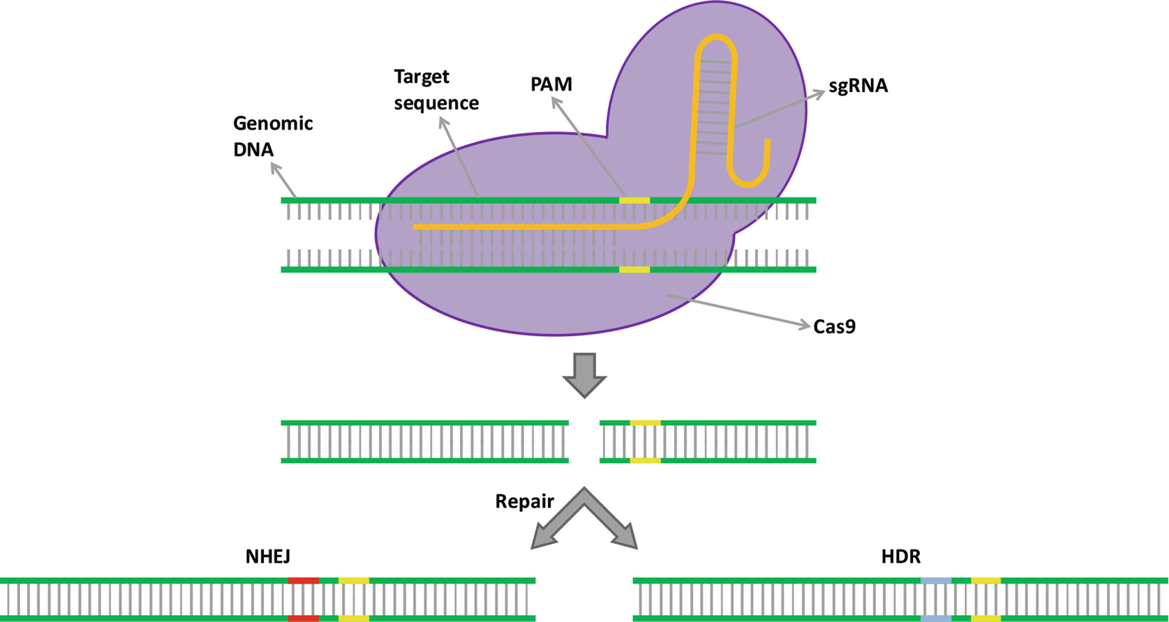 Crispr Cas9 Mediated Genome Editing Of Rice Towards Better Grain Quality Springerlink Crispr Cas9 Mediated Genome Editing Of Rice Towards Better Grain Quality Springerlink