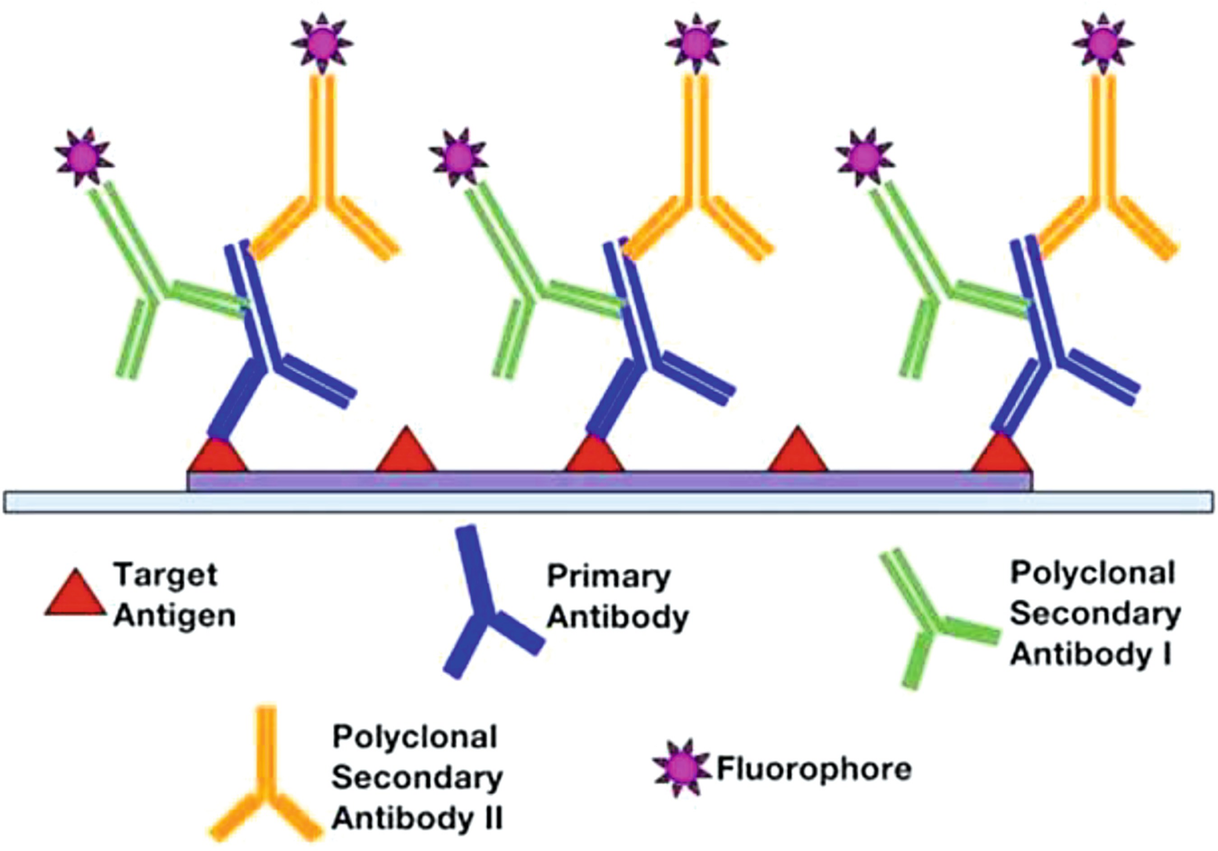 Abcam Fluorochrome Chart