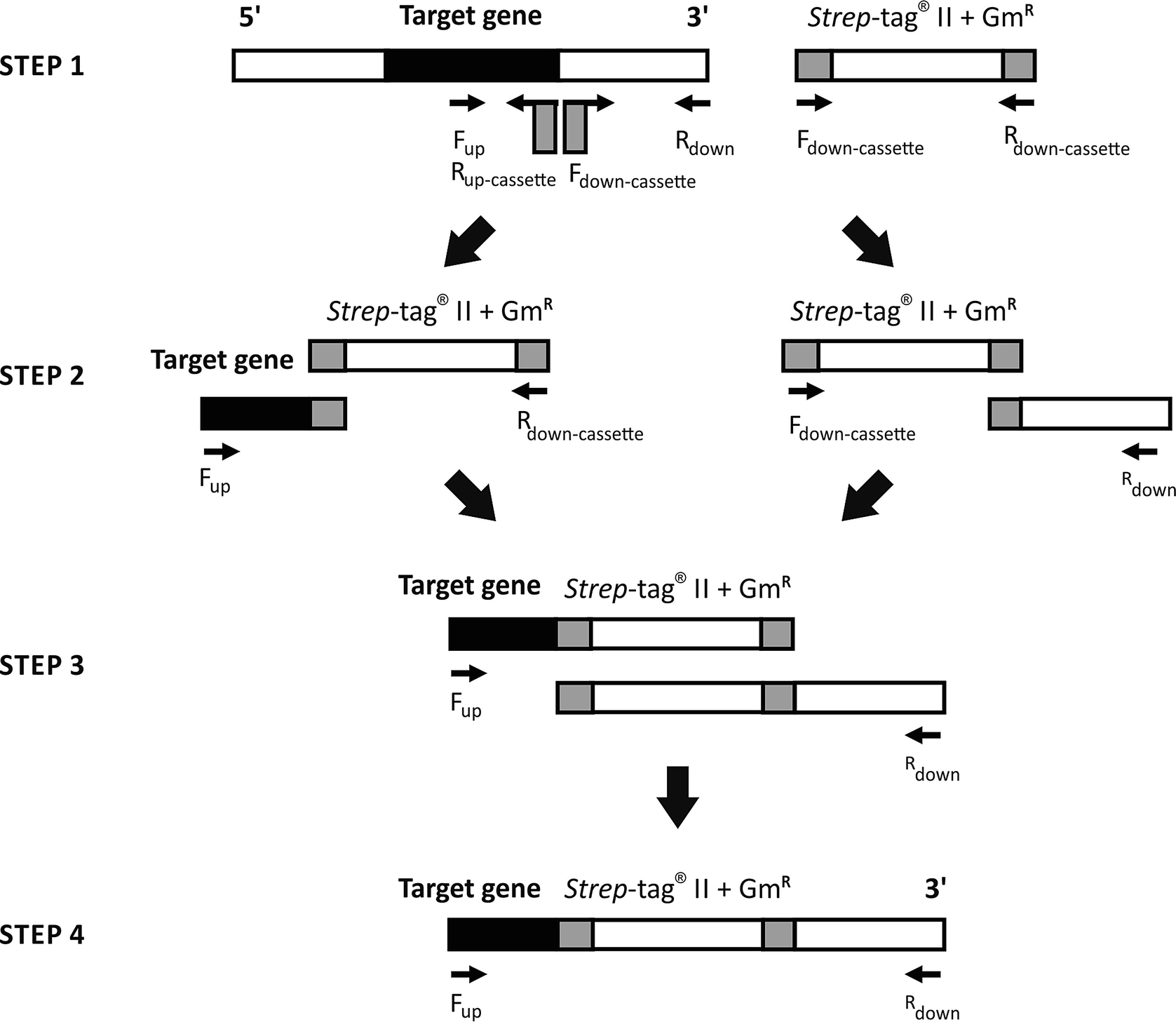 Analyzing Phage Host Protein Protein Interactions Using Strep Ii Purifications Springerlink