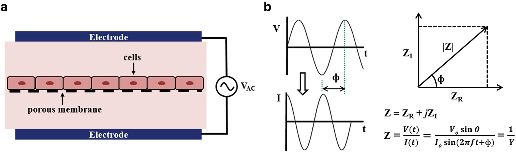 Transepithelial/Transendothelial Electrical Resistance (TEER) to Measure the Integrity of Blood