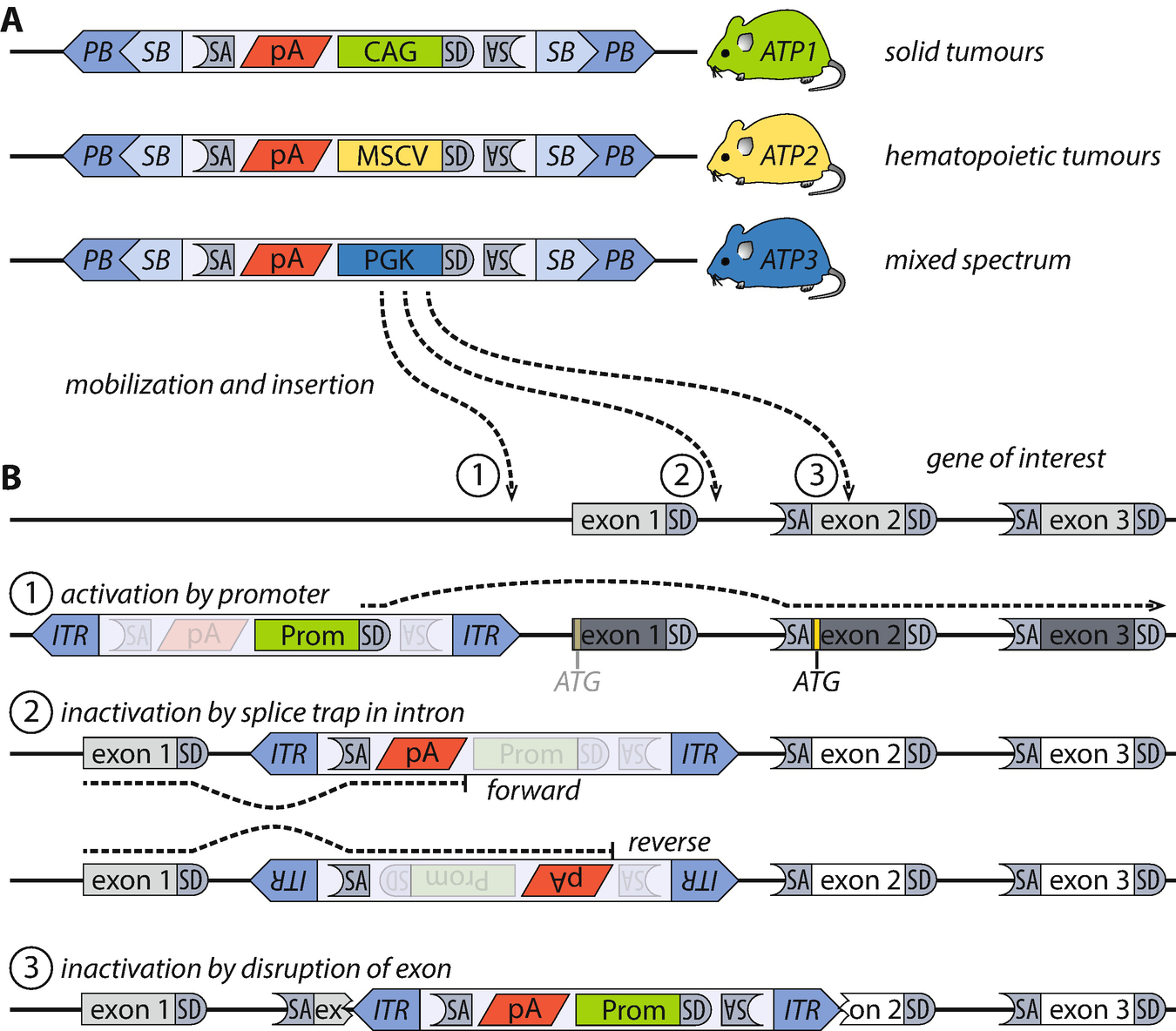 Piggybac Transposon Based Insertional Mutagenesis In Mice Springerlink
