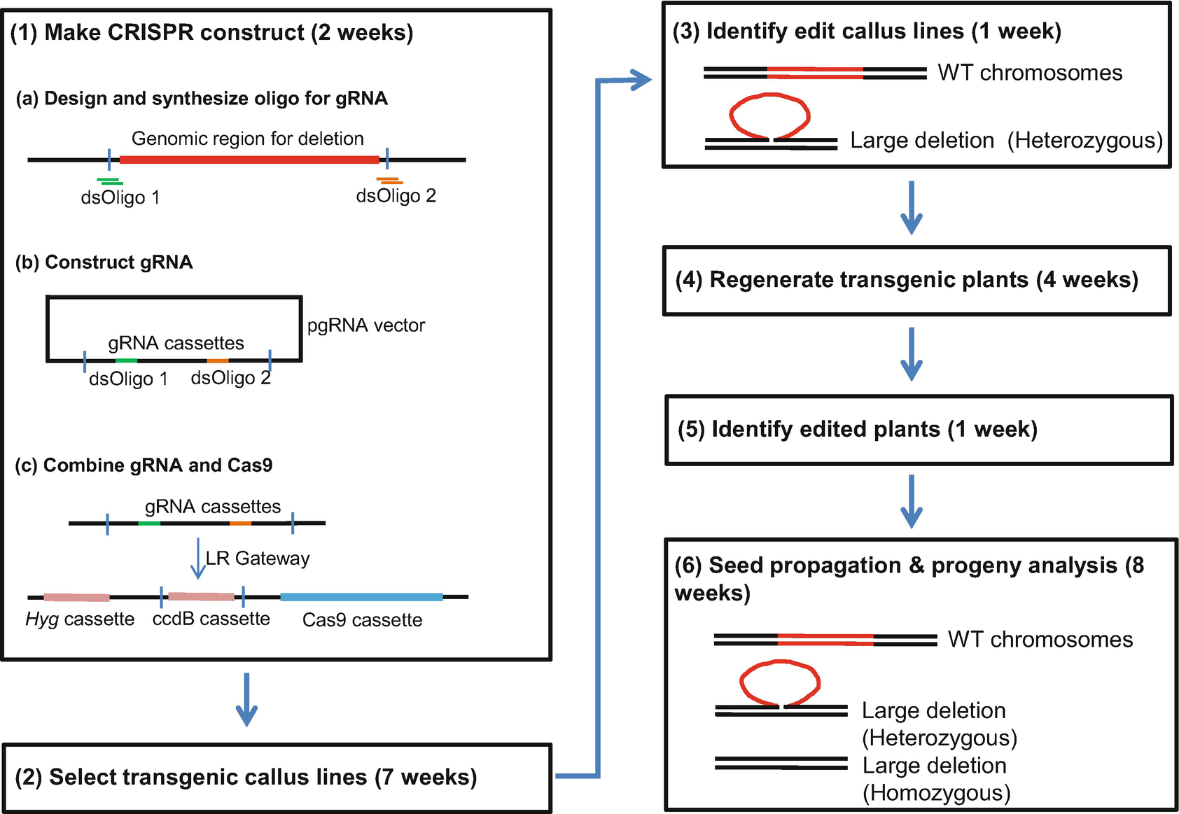 Creating Large Chromosomal Deletions In Rice Using Crispr Cas9 Springerlink