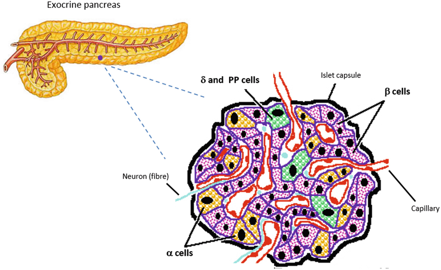 Preparation Of Islets From Rat Pancreas And Assessment Of Islet Function Springerlink