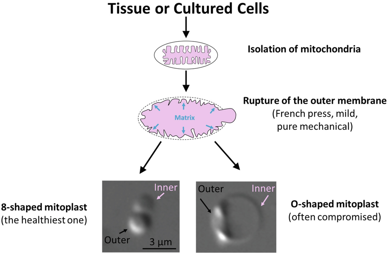 Patch Clamp Analysis Of The Mitochondrial Calcium Uniporter Springerlink