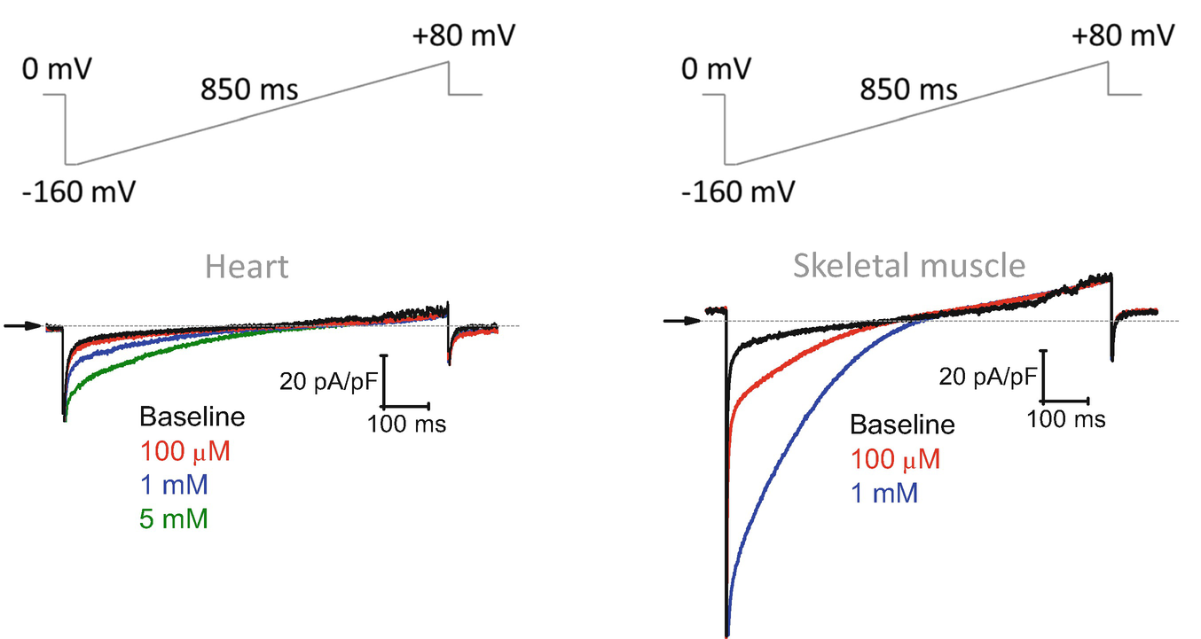 Patch Clamp Analysis Of The Mitochondrial Calcium Uniporter Springerlink