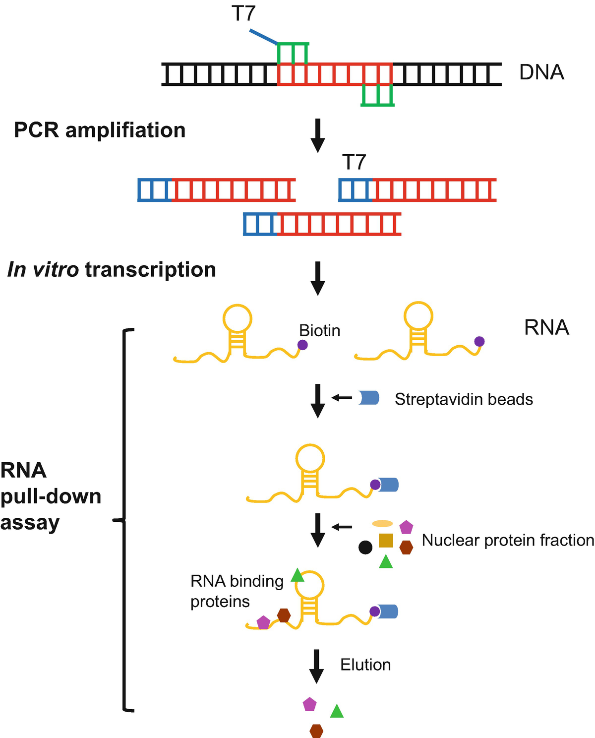 Identification Of Long Noncoding Rna Protein Interactions Through In Vitro Rna Pull Down Assay With Plant Nuclear Extracts Springerlink
