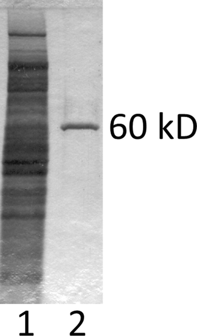 Purification And Analysis Of Effector Glucosyltransferase Lgt1 From Legionella Pneumophila Springerlink