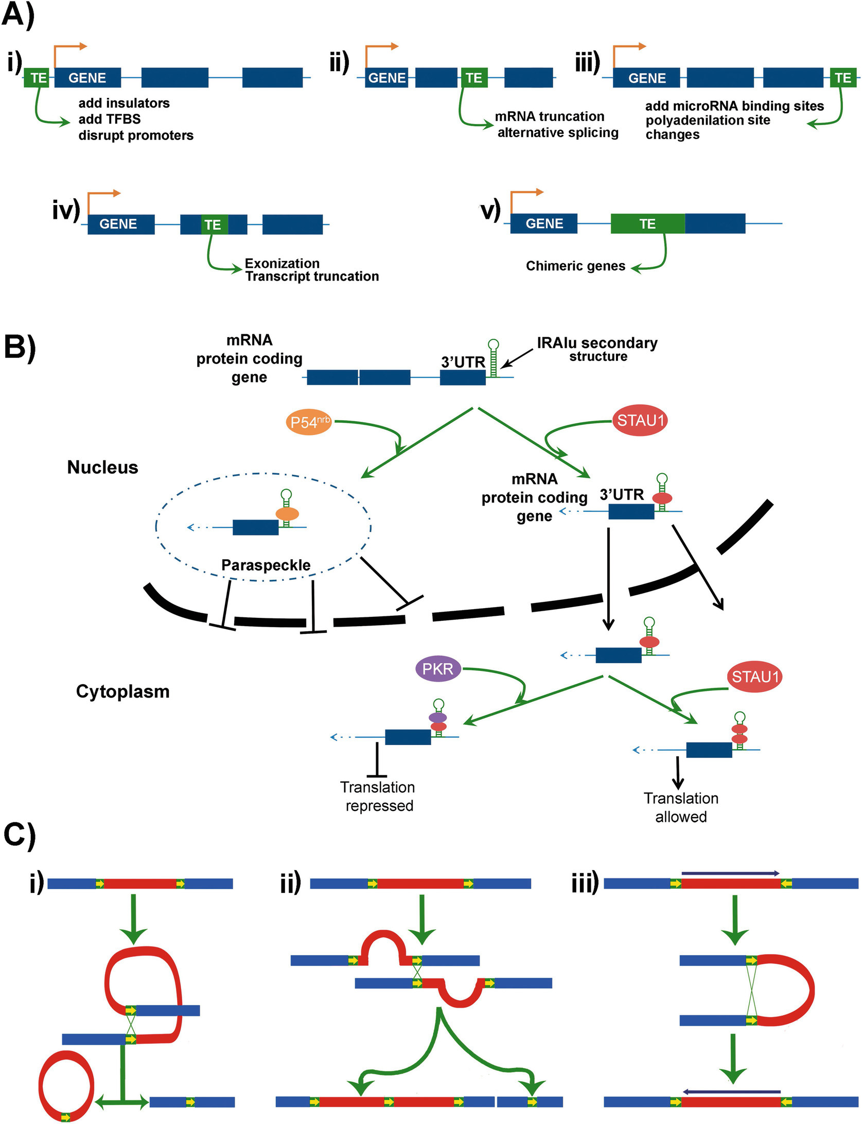 Compare the way transposons and exons affect genes