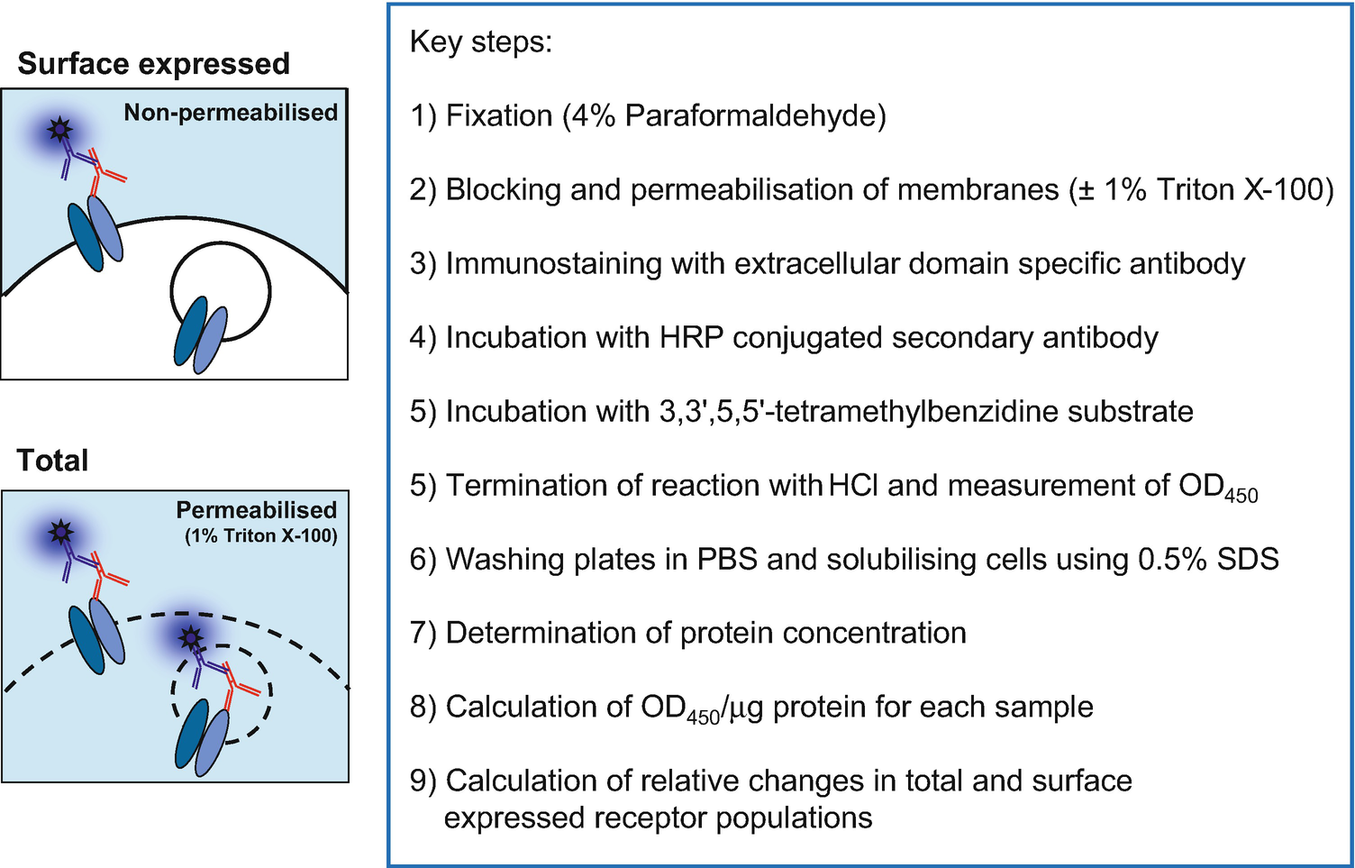 Cell Based Enzyme Linked Immunosorbent Assay Cell Elisa Analysis Of Native And Recombinant Glutamate Receptors Springerlink