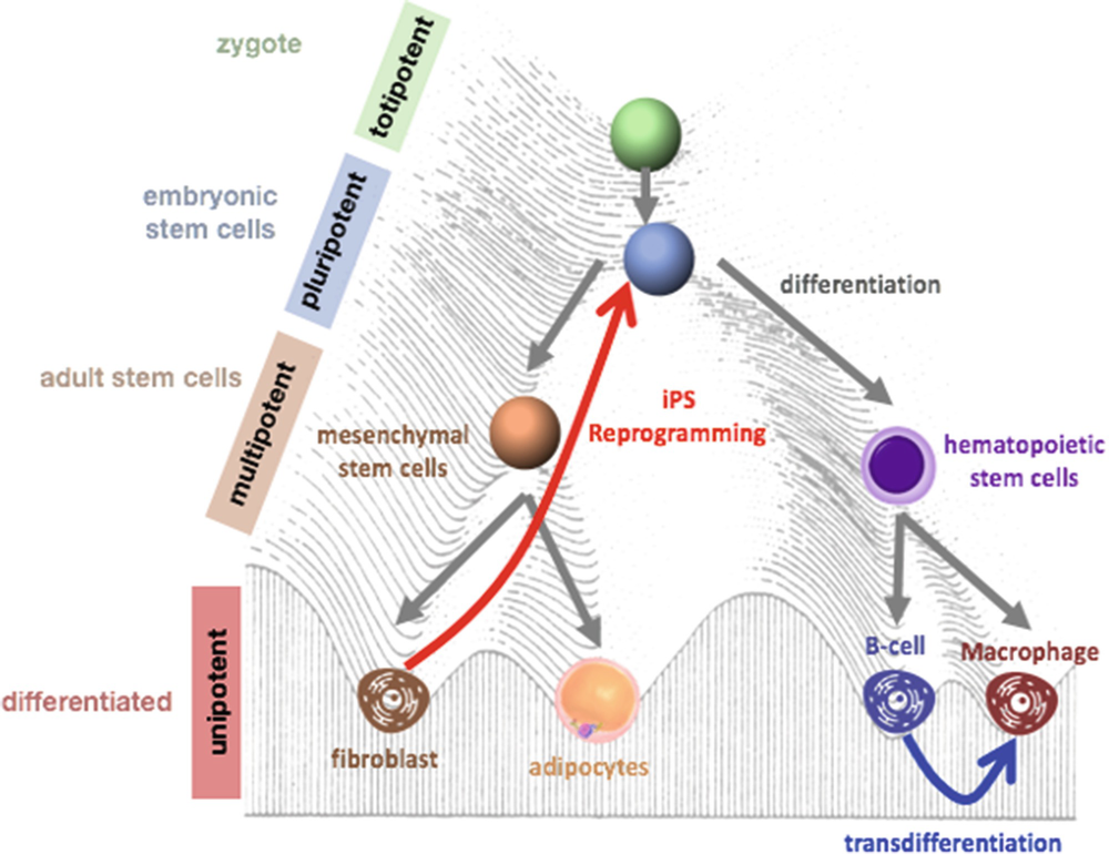 Computational Analysis Of Altering Cell Fate Springerlink