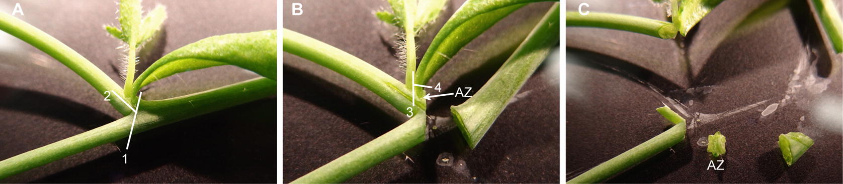 Quantification Of Cauline Leaf Abscission In Response To Plant