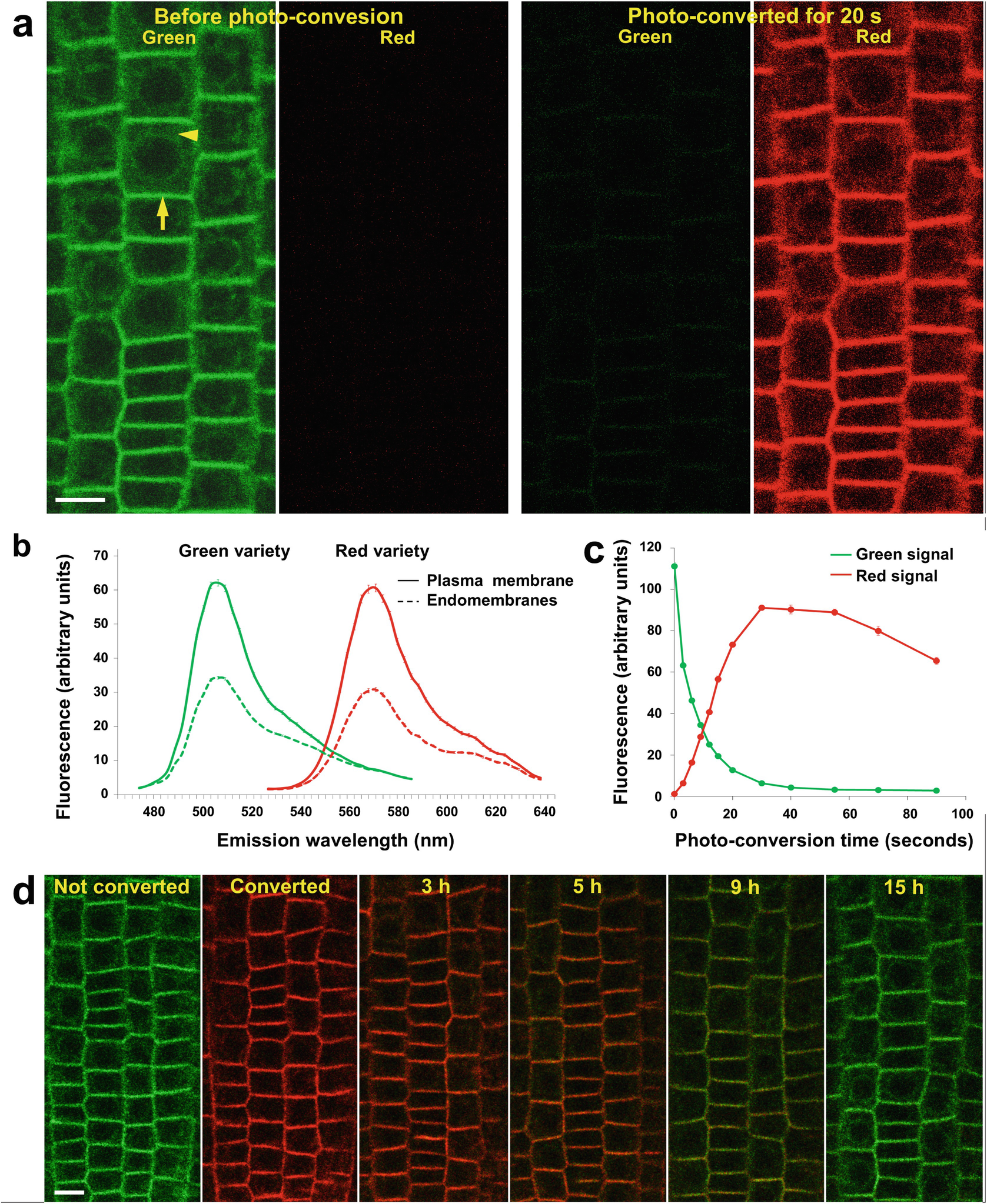 Fluorescent Dendra2 Protein ... a Tag The as Photoconvertible Fluorescent as The Photoconvertible ... Tag a Protein Dendra2