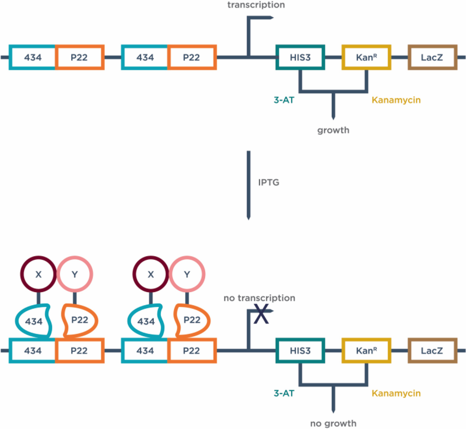 Enigmatic Chemical Tag Is Altered In >> Genetic Selections With Siclopps Libraries Toward The Enigmatic Chemical Tag Is Altered In >> Genetic Selections With Siclopps Libraries Toward The