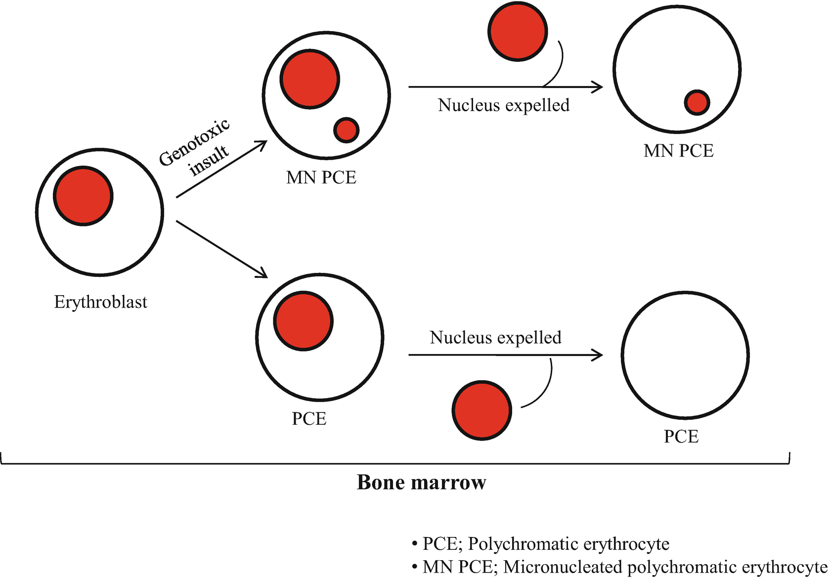 In Vivo Micronucleus Assay In Mouse Bone Marrow Springerlink