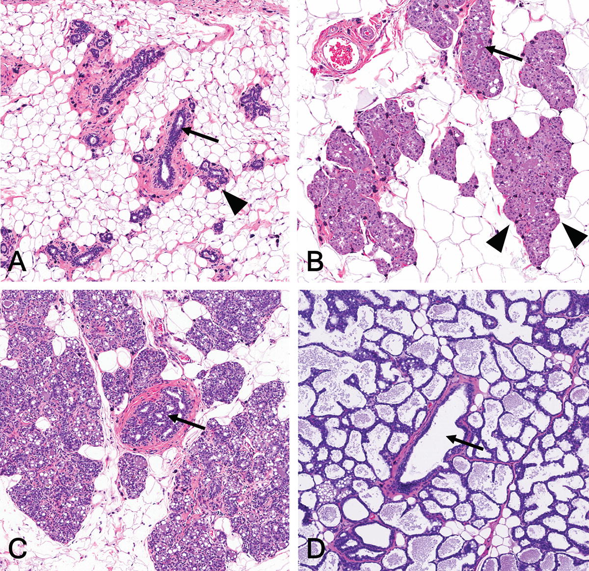 Pathology Maladies Reproductive System Pathology Maladies Reproductive System