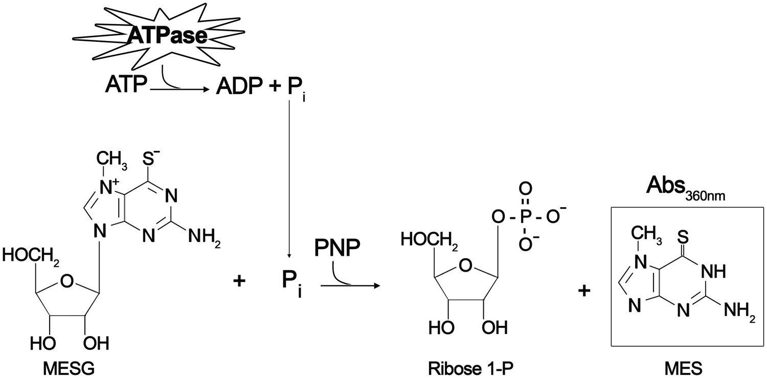 Spectrophotometric Assays To Quantify The Activity Of T4ss Atpases Springerlink