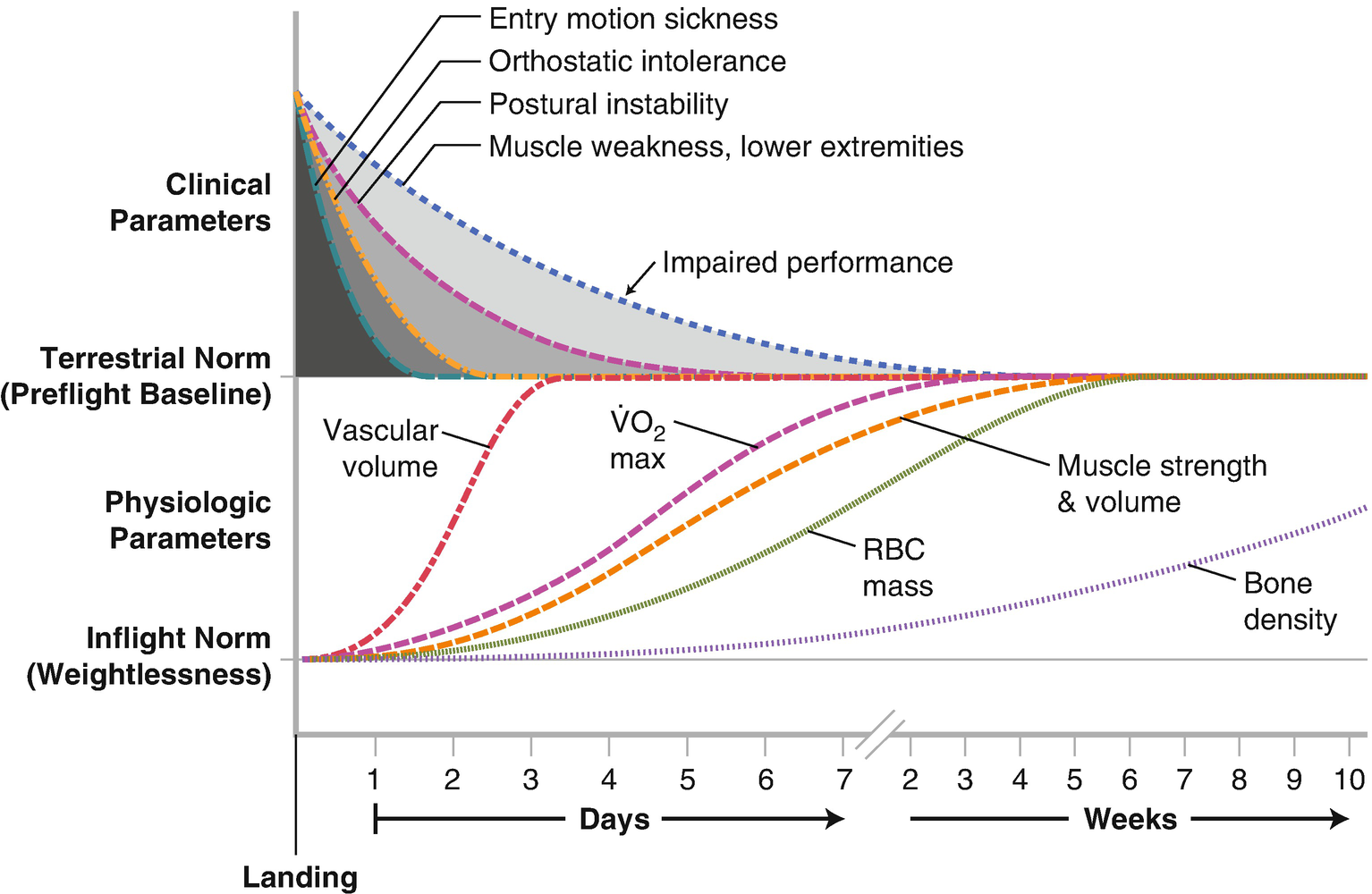 Human Response To Space Flight Springerlink