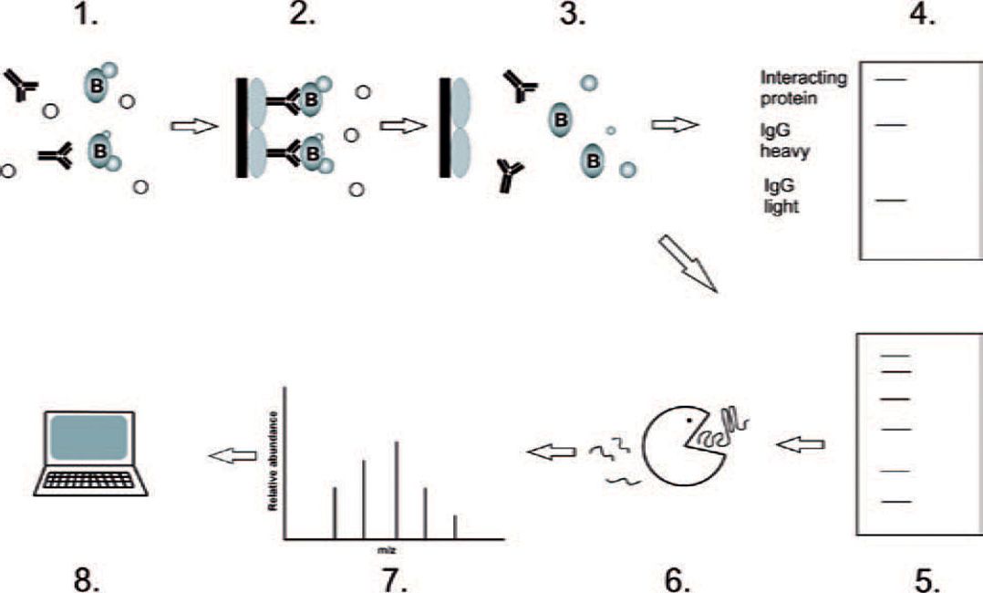 Coimmunoprecipitation and Proteomic Analyses | SpringerLink