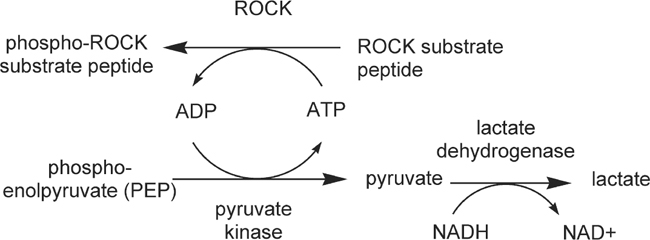 Rock Enzymatic Assay Springerlink