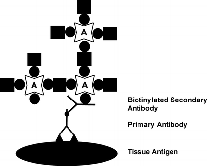 binding biotin avidin abc methods complex method fig other